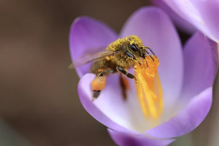 Ghana eliminated from 2023 Scripps Bee after reaching semifinals
